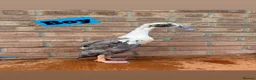 Ducks poultry for sale: Runner Ducks - Off Heat  - Advert 2