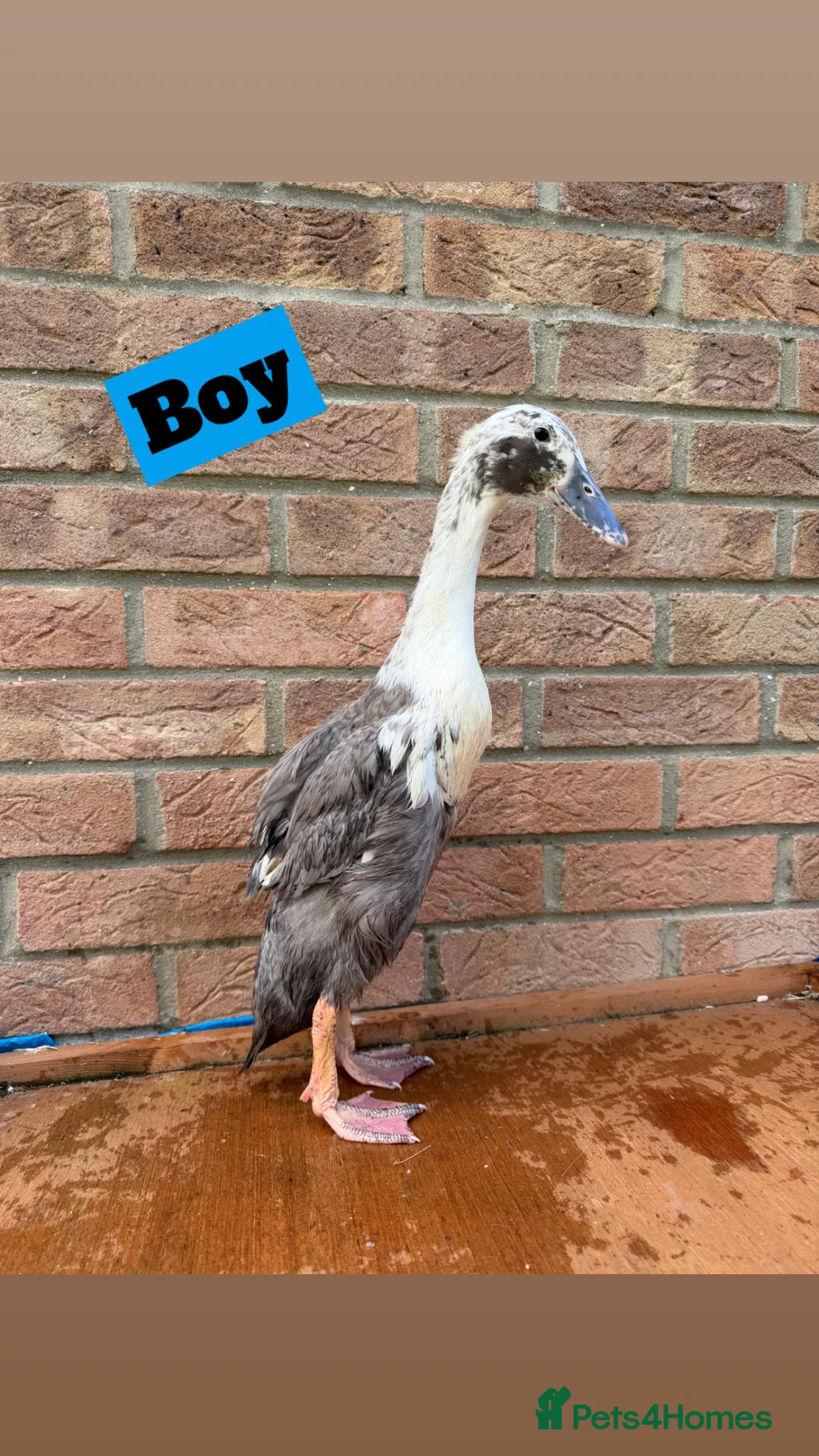 Ducks poultry for sale: Runner Ducks - Off Heat  - Advert 2