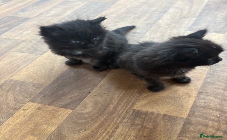 Mixed Breed cats - Advert 13