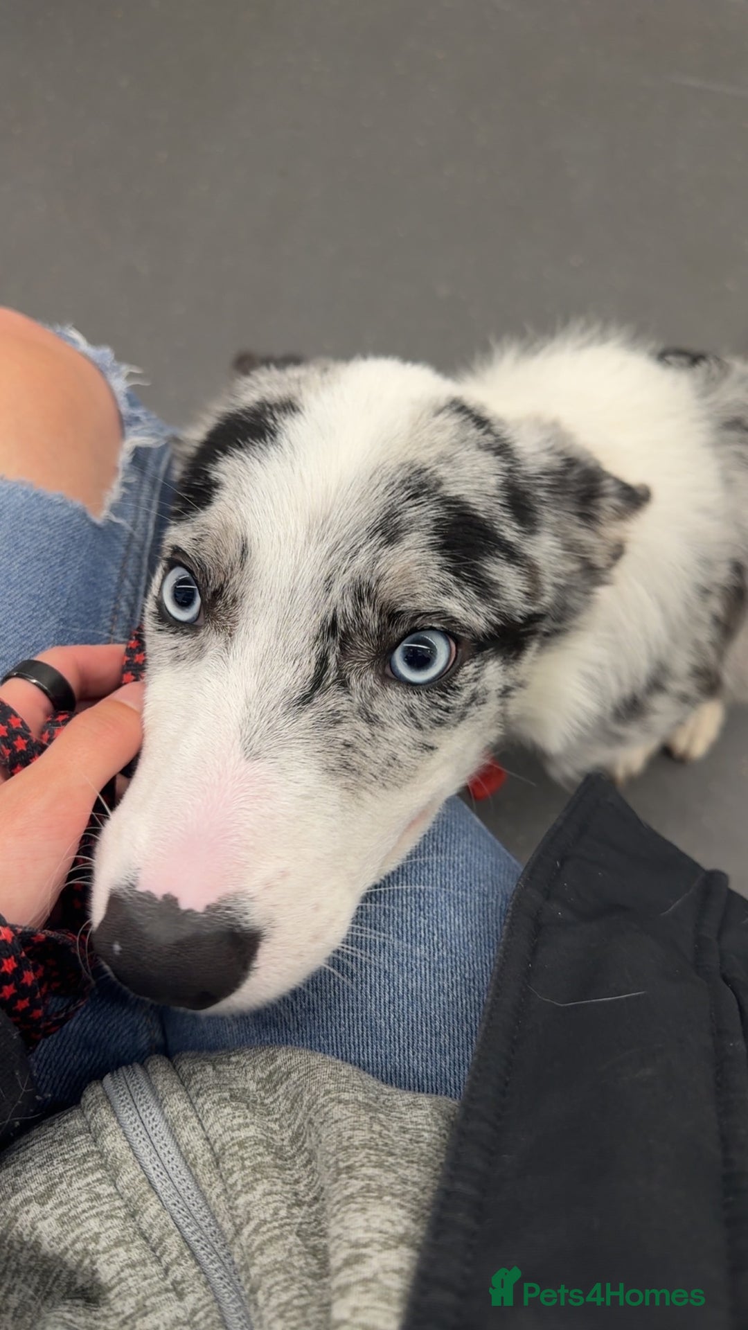 Mixed Breed dogs for sale: Blue Merle for sale  - Image 7