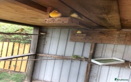 Canaries birds for sale: Canaries for sale  - Image 1