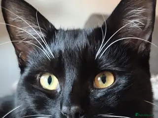 Mixed Breed cats Jasper neutered male tuxedo 16 month old. - Advert 1