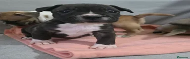 Mixed Breed Puppy 4