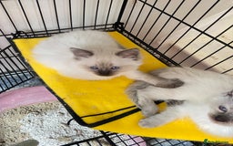 Ragdoll cats for sale: Pure ragdoll male kitten ready now - Image 2