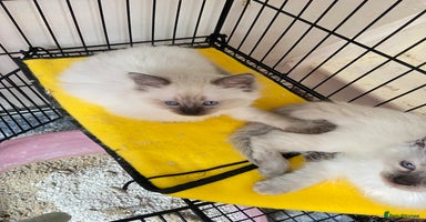 Ragdoll cats - Advert 16