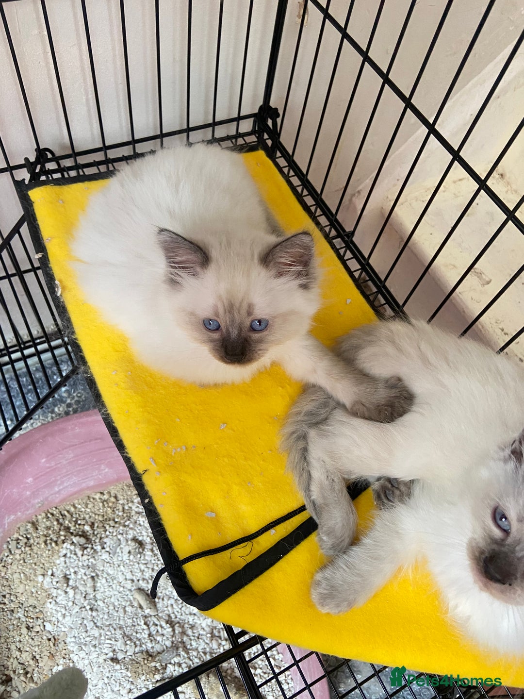 Ragdoll cats for sale: Pure ragdoll male kitten ready now - Image 2