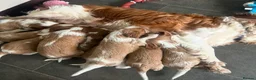 Cavalier King Charles Spaniel dogs for sale: Extensively health tested cavalier pups  - Advert 1