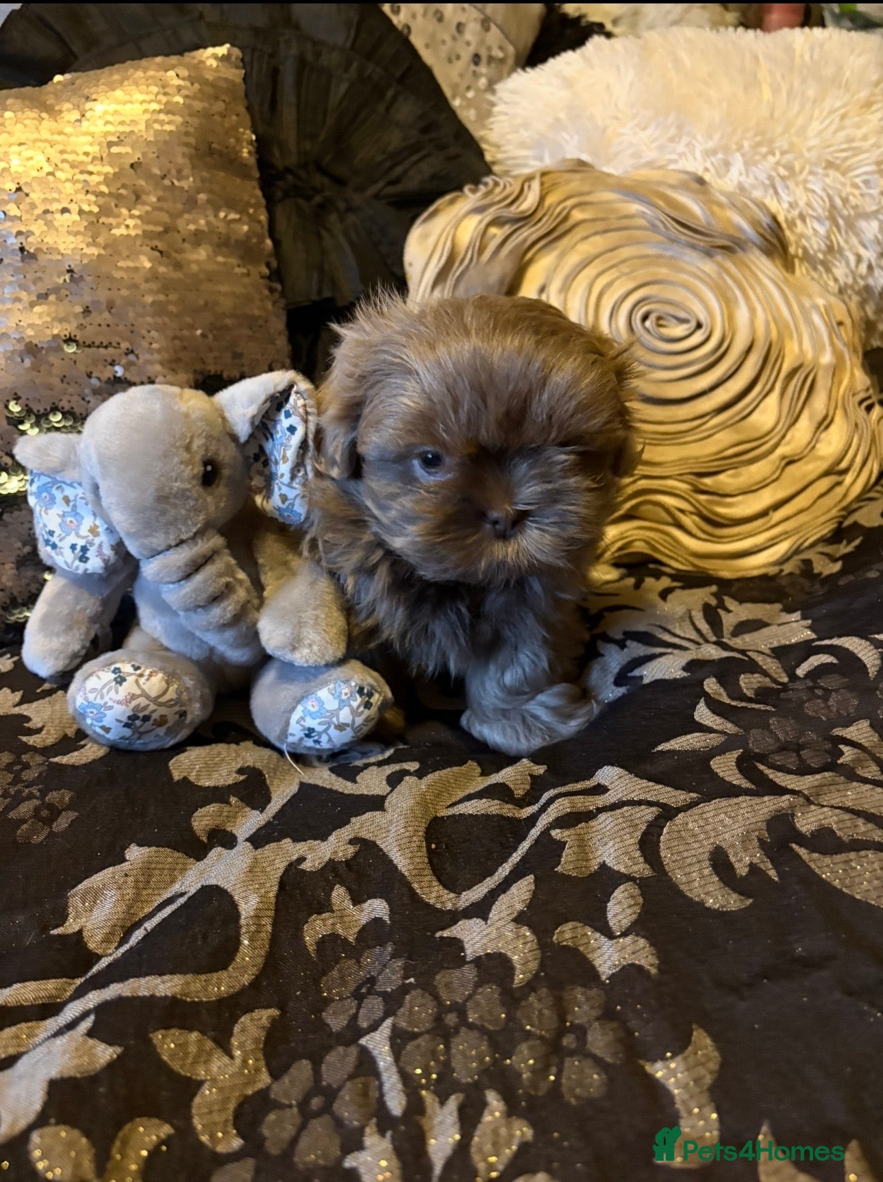 Shih Tzu dogs 4 beautiful stunning lilac shih tzu puppies  - Advert 1