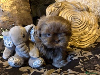 Shih Tzu dogs 4 beautiful stunning lilac shih tzu puppies - Advert 2