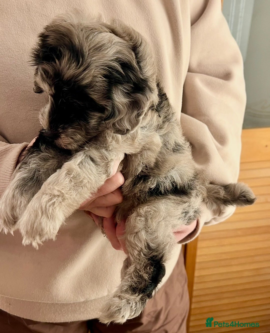 Labradoodle dogs for sale: F1b Labradoodles, Miniature Health tested parents - Advert 35