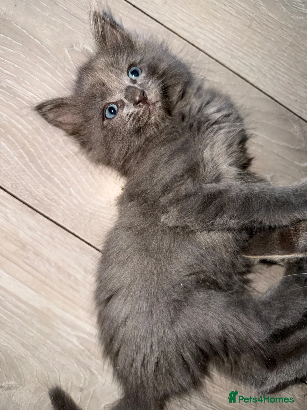 Ragdoll cats for sale: 2 stunning solid blue ragdoll cross kittens - Advert 4