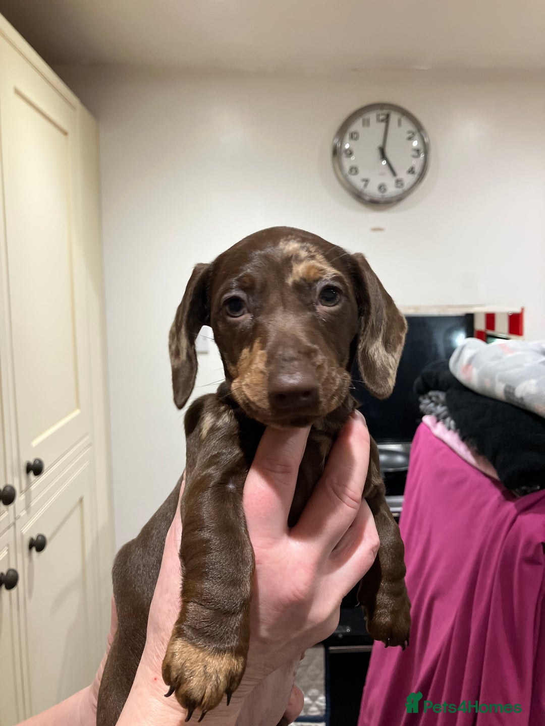Miniature Dachshund dogs for sale: Miniature Choc Dapple Female Dachshund  - Advert 4