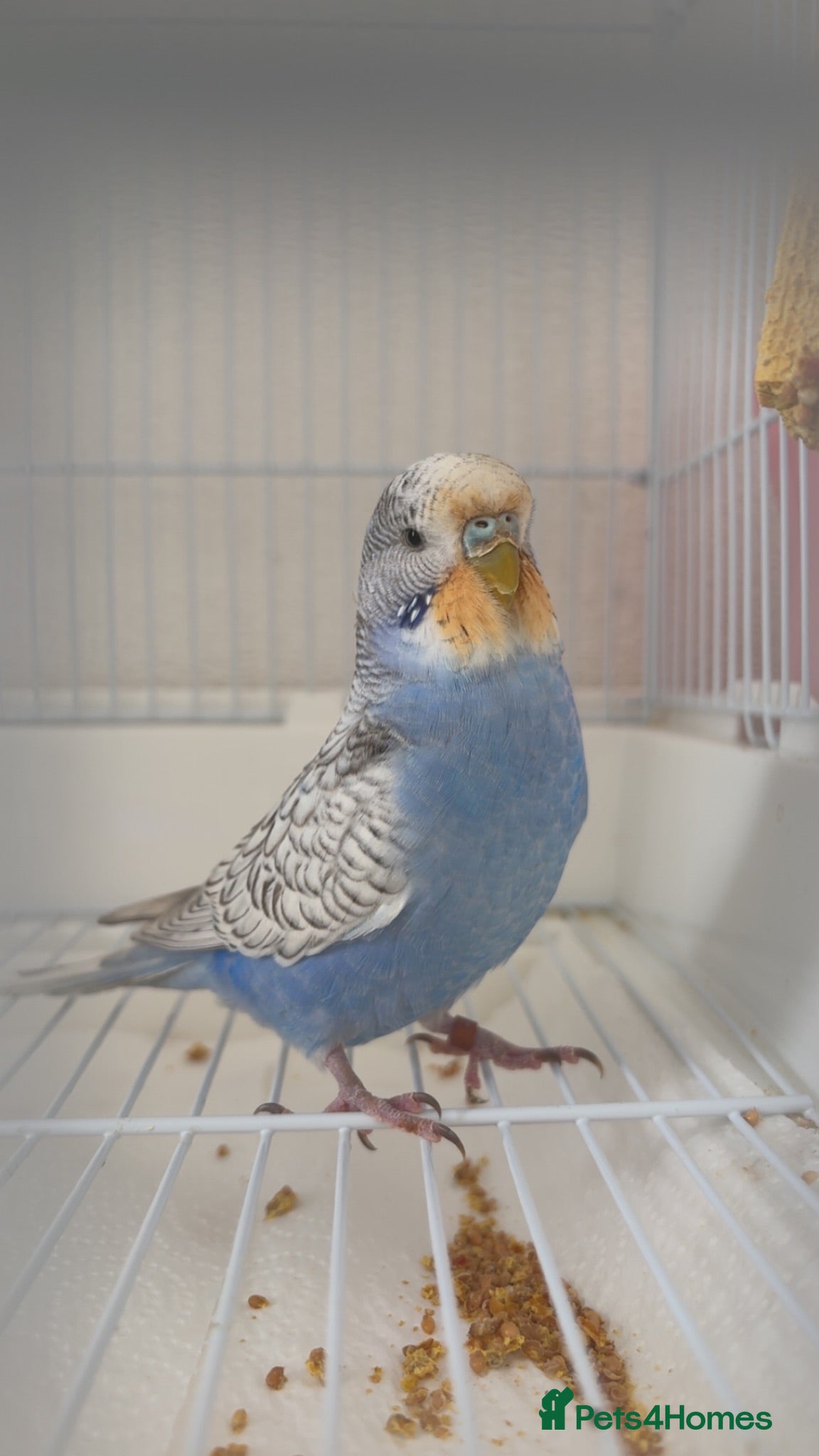 Budgerigars birds budgiefor sale with cage and food and accessories  - Advert 1