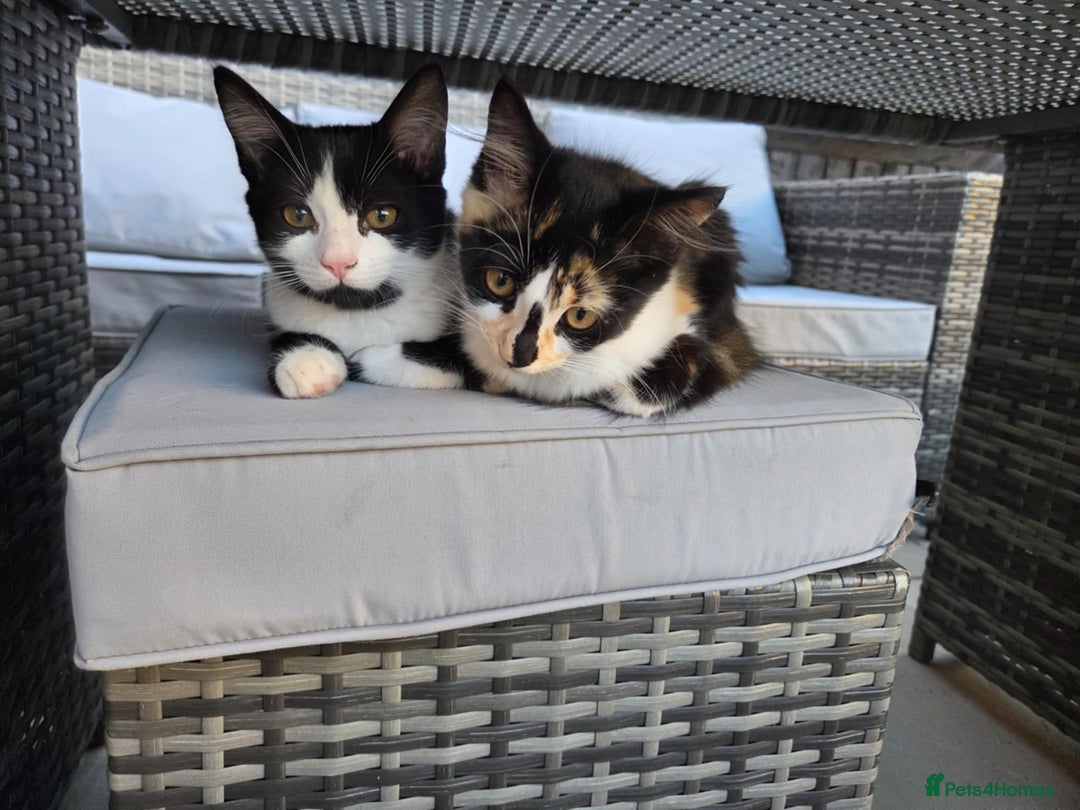Domestic Shorthair cats for sale: 5 month old sisters looking for new home - Image 2