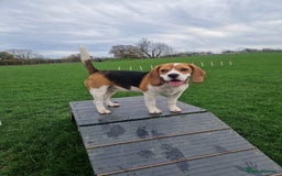 Beagle dogs for sale: Lexi  - Advert 2