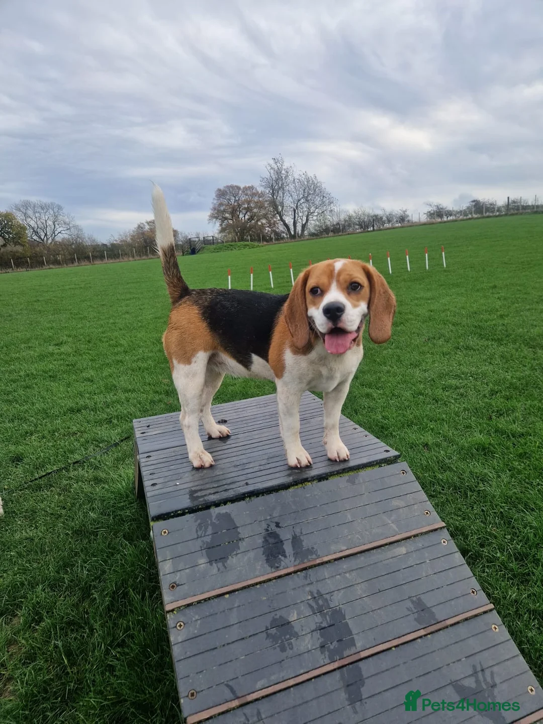 Beagle dogs for sale: Lexi  - Advert 2