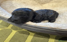 Cockapoo dogs for sale: ✨6 cockapoo puppies looking for forever home ✨ - Image 11