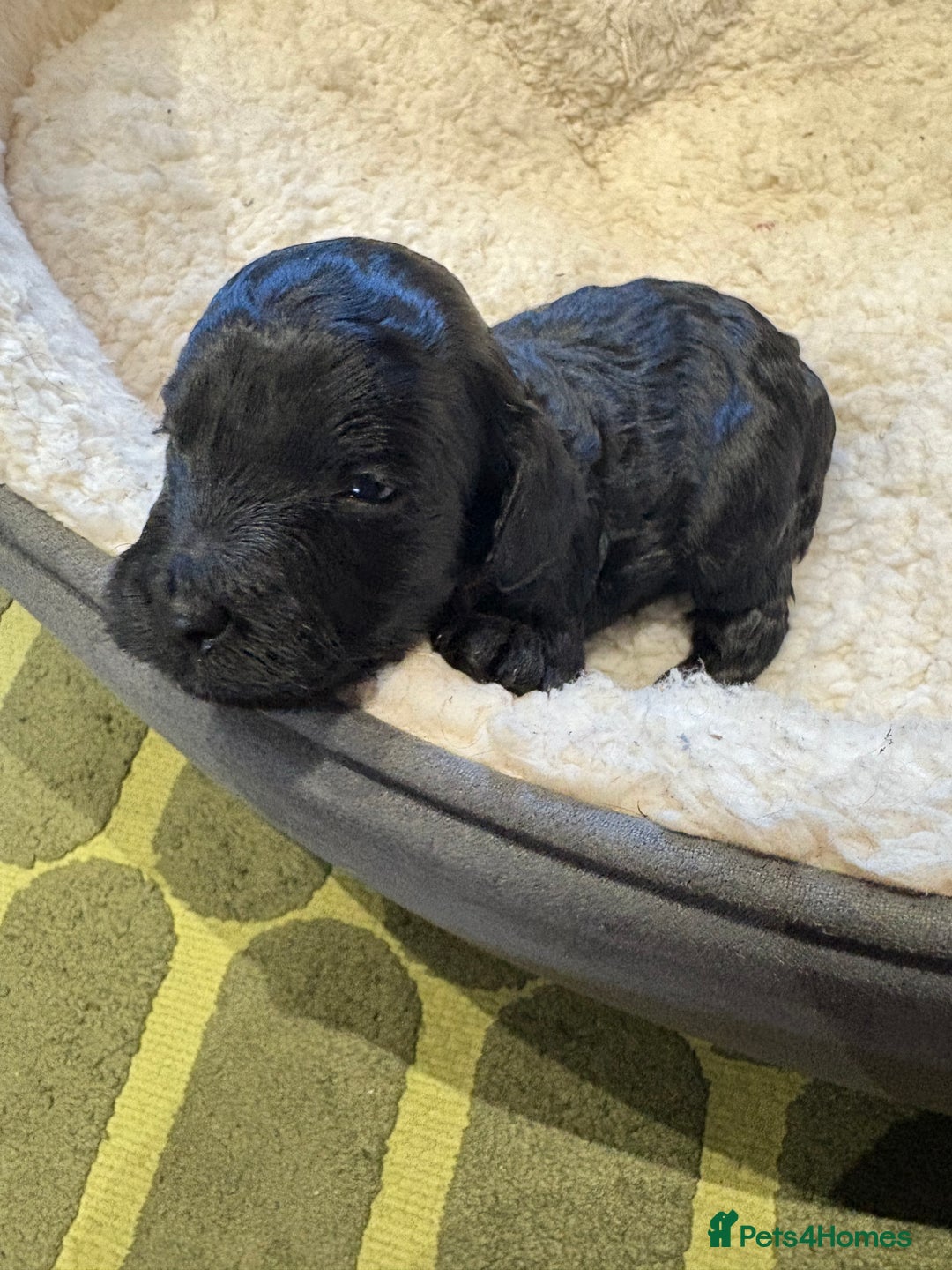 Cockapoo dogs for sale: ✨6 cockapoo puppies looking for forever home ✨ - Image 11