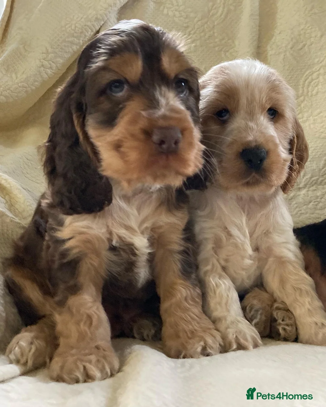 Cocker Spaniel dogs for stud: KC ‘Best Practice’ Health 🐾Show 🐾180+ pups born in Preston - Advert 16