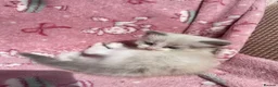 Ragdoll cats for sale: Mink & traditional ragdoll kittens  - Advert 23