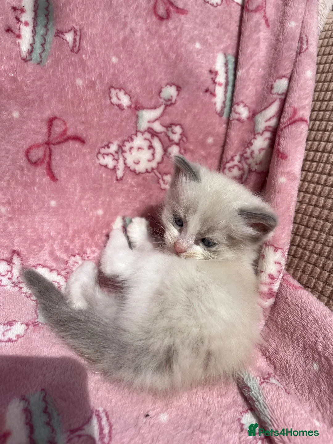Ragdoll cats for sale: Mink & traditional ragdoll kittens  - Advert 23