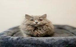 British Longhair cats for sale: TICA Beautiful Blue British Longhair Female - Image 5