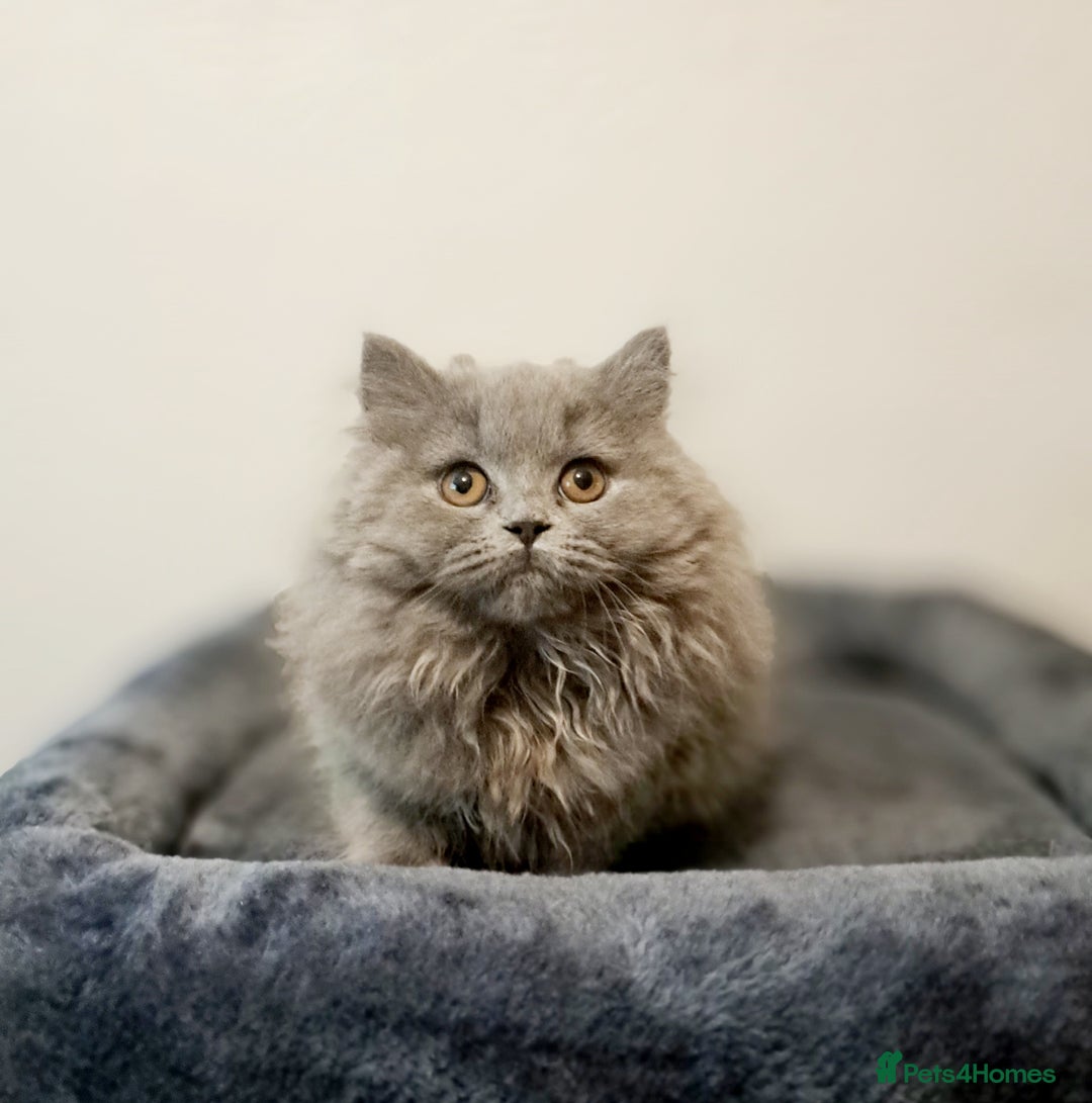 British Longhair cats for sale: TICA Beautiful Blue British Longhair Female - Image 5