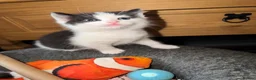 Mixed Breed cats for sale: 1 beautiful male left  - Advert 7