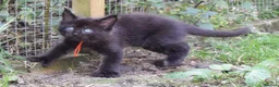 Maine Coon cats for sale: Tica registered DNA tested parents poly Maine Coon - Advert 30