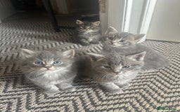 Russian Blue cats for sale: Russian blue X kittens boys  - Image 4