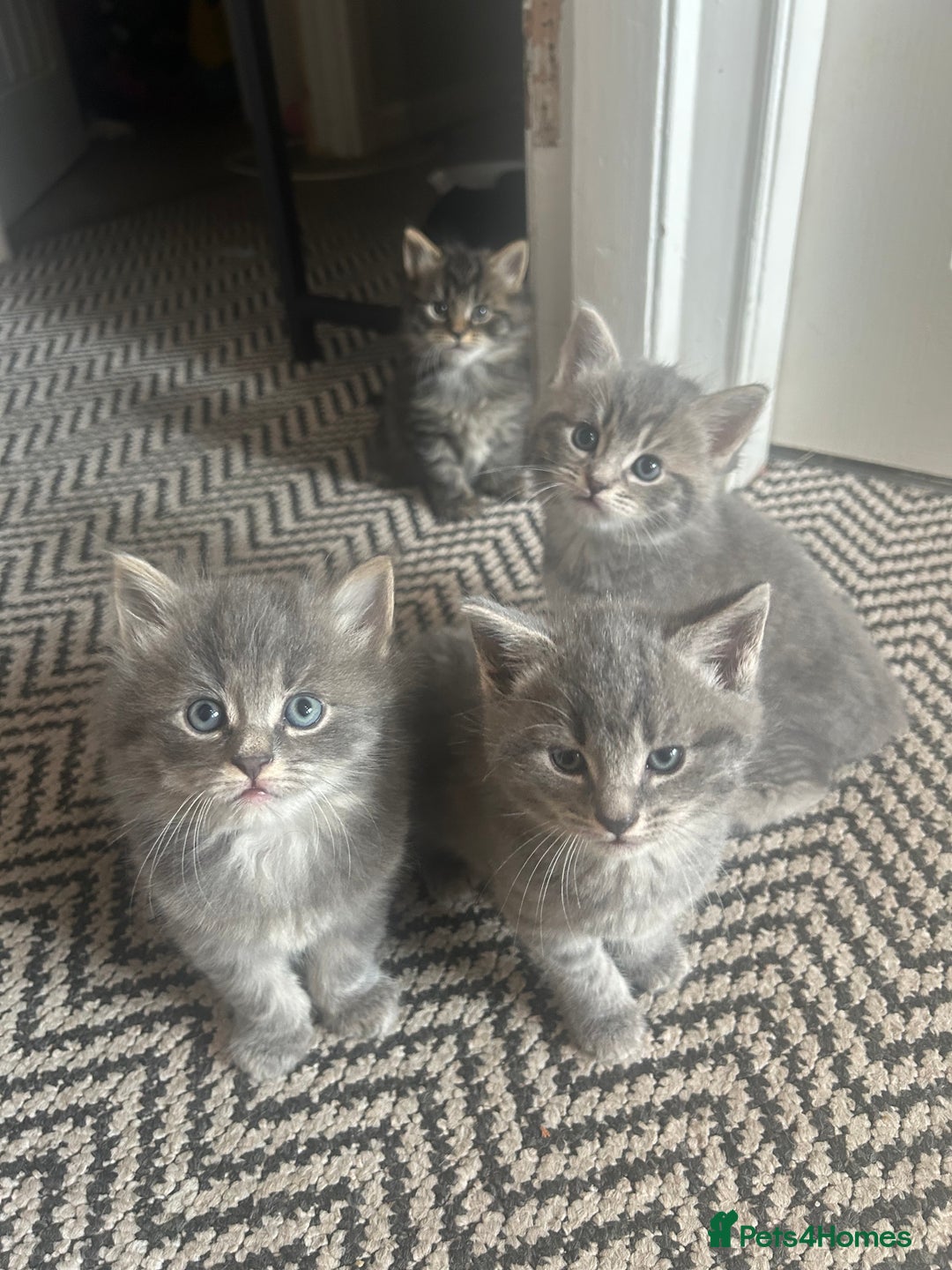 Russian Blue cats for sale: Russian blue X kittens boys  - Image 4