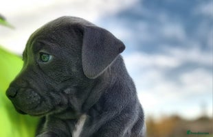 Staffordshire Bull Terrier dogs - Advert 7