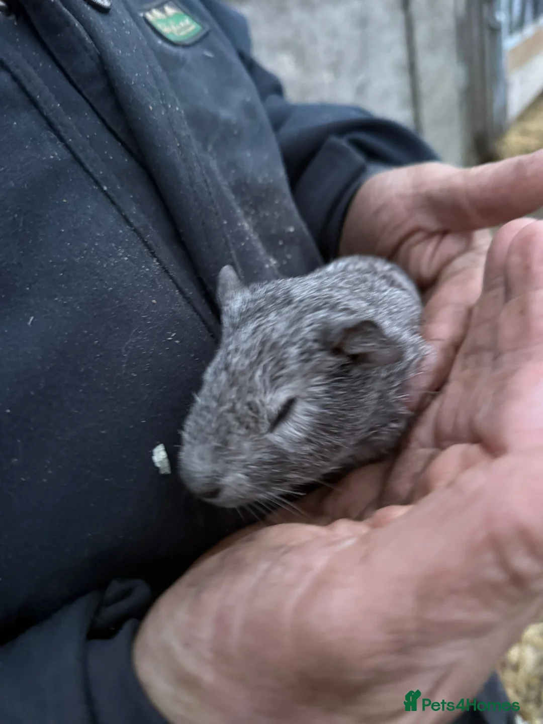Guinea Pig rodents for sale: 20 guinea pigs for sale  - Advert 32