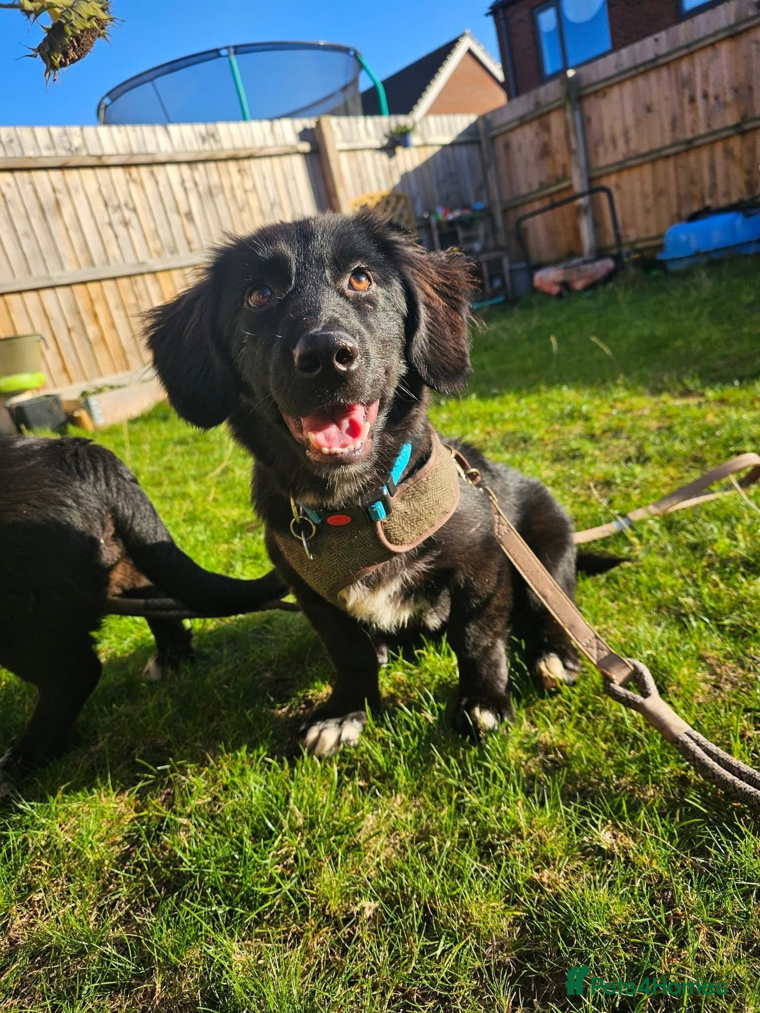 Mixed Breed dogs Star 🌟 Norwich Norfolk  - Advert 5