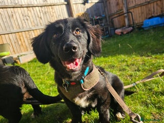 Mixed Breed dogs Star 🌟 Norwich Norfolk - Advert 2