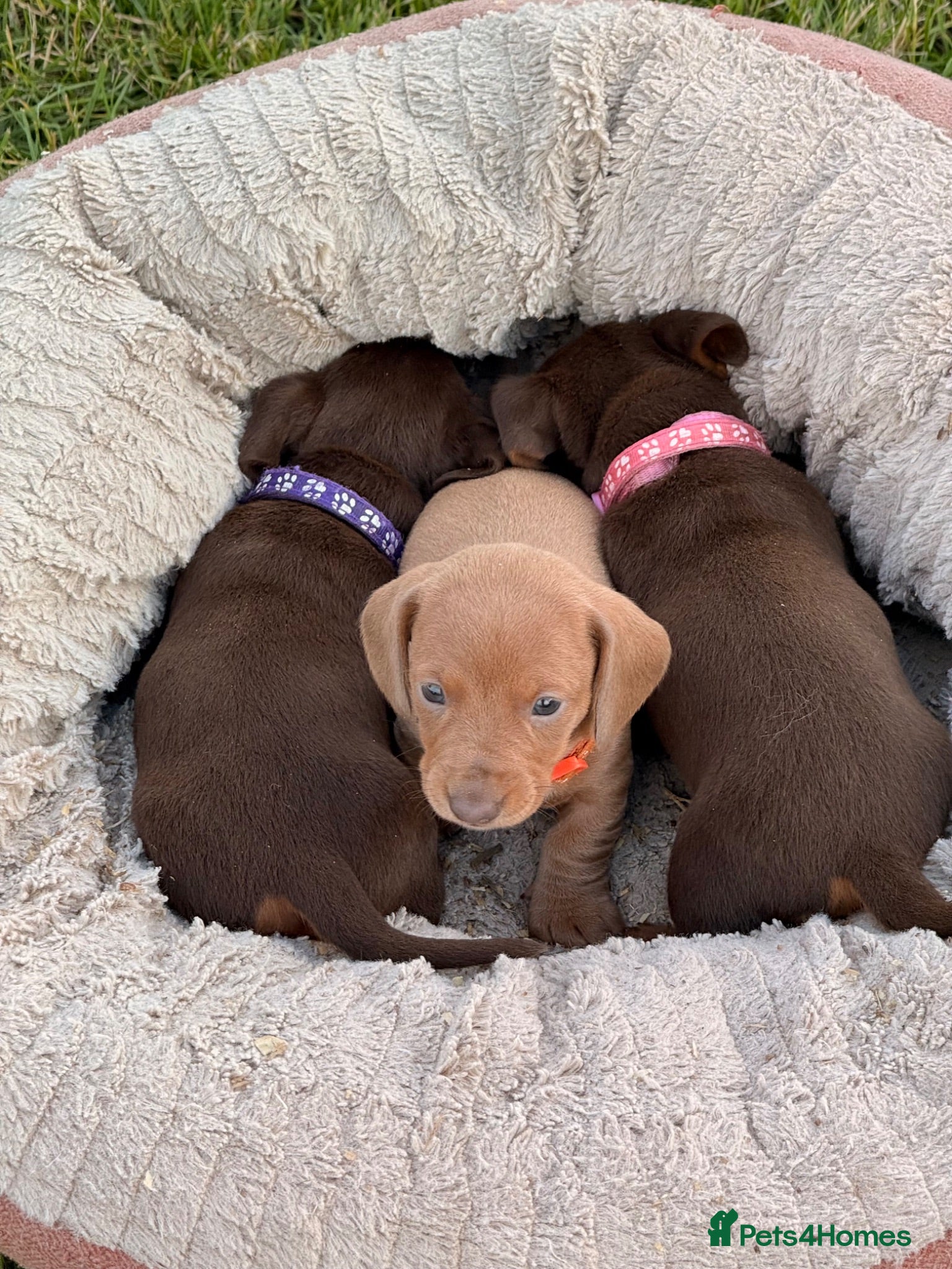 Miniature Dachshund dogs miniature dachshund puppies READY THIS WEEK  - Advert 1