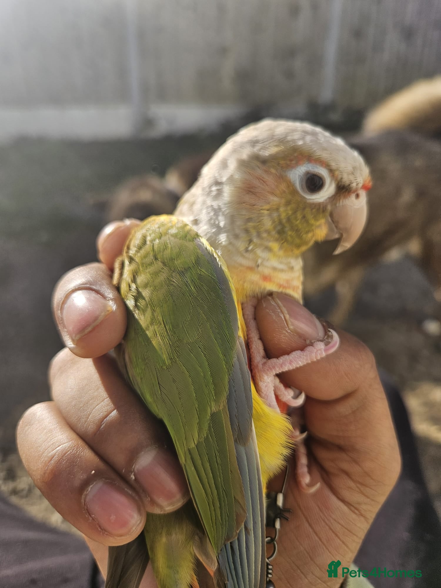 Conures birds Tame Male & Female Pineapple Conures - Advert 2