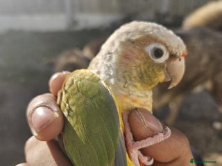 Conures birds Tame Male & Female Pineapple Conures - Advert 2