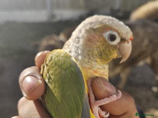 Conures birds Tame Male & Female Pineapple Conures - Advert 11