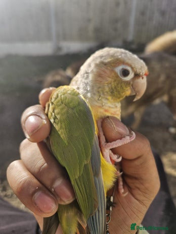 Conures birds Tame Male & Female Pineapple Conures - Advert 1