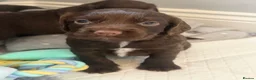 Sprocker dogs for sale: 8 beautiful chocolate and white cocker spaniels  - Advert 6