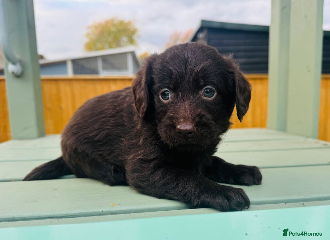 Labradoodle dogs for sale: Chocolate Merle Labradoodle Babies 🐾🐾🐾 - Advert 4