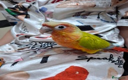 Conures birds for sale: Hand Heared Conures - Image 2