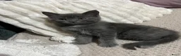 Mixed Breed cats for sale: Beautiful Grey kittens looking for a home  - Advert 4