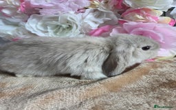 Mini Lop rabbits for sale: 💖💙Friendly & adorable Pure bred mini lop babies  - Image 4
