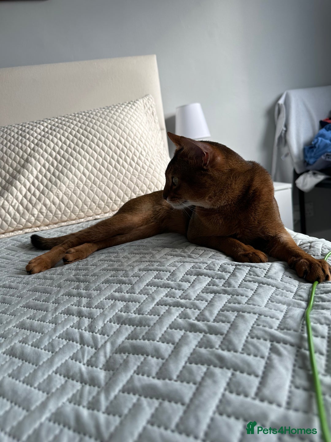 Abyssinian cats for stud: Champion line Aby boy for stud in Romford - Image 34