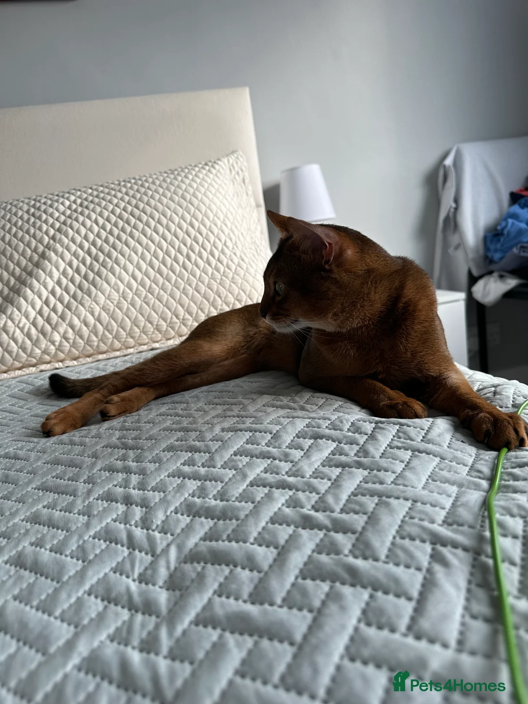 Abyssinian cats for stud: Champion line Aby boy for stud in Romford - Advert 34