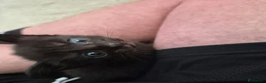 Domestic Shorthair Kitten 1
