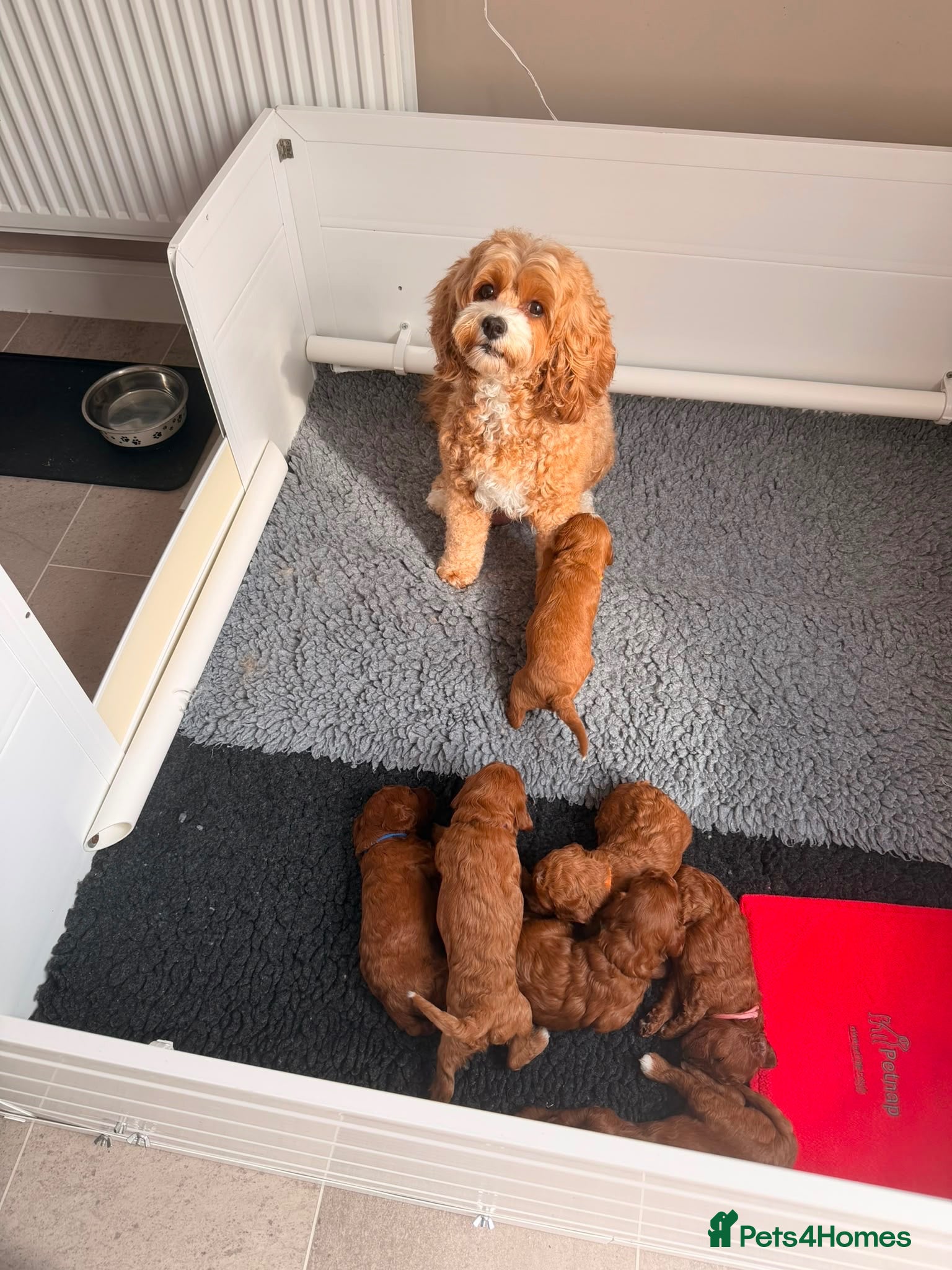 Cavapoo dogs Beautiful F1b Red Cavapoo Puppies - Advert 13