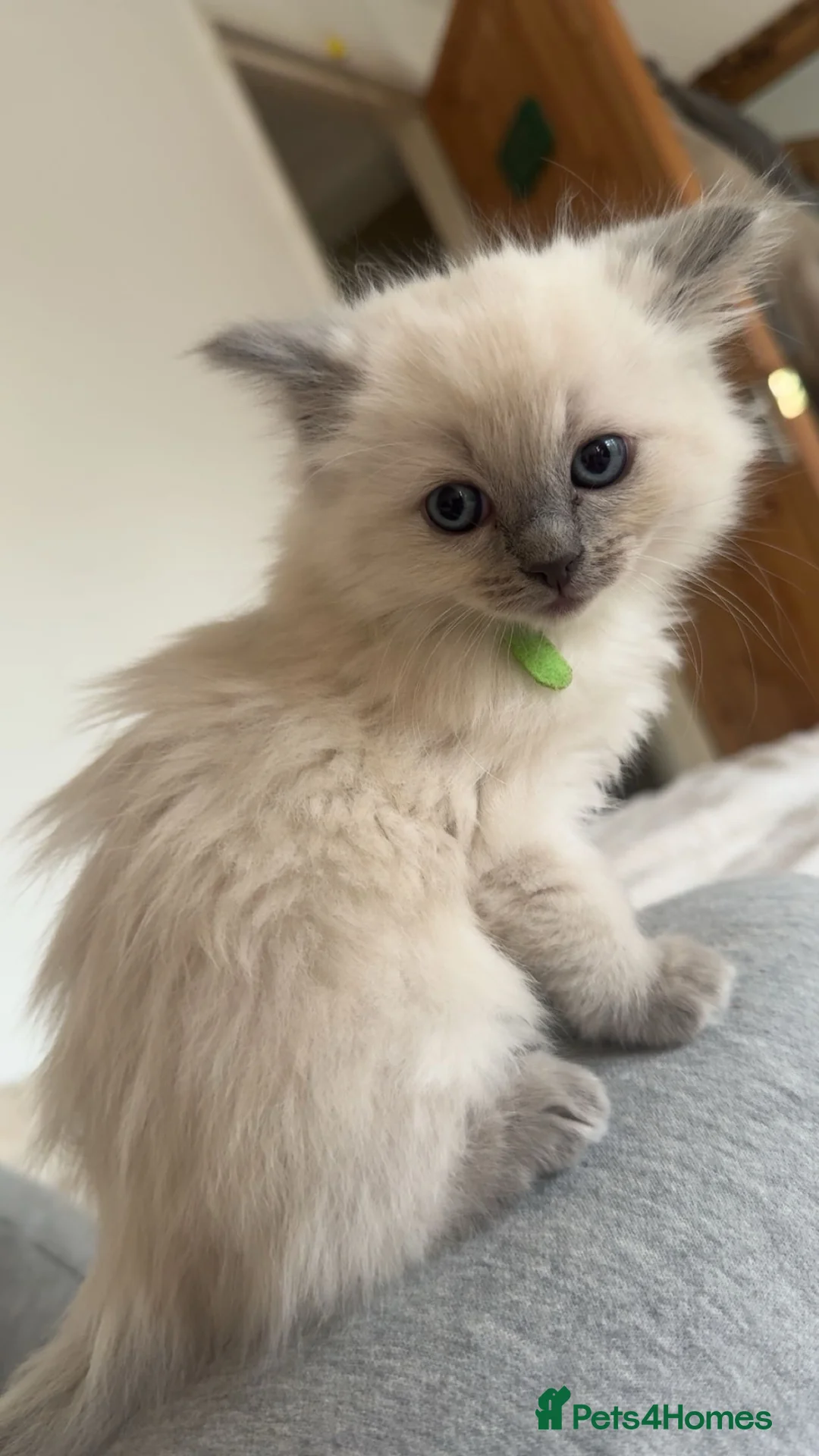 Ragdoll cats for sale: 2 ragdoll kittens  - Advert 1